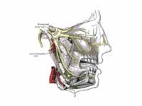 Parasympathetic ganglia:  Distributio...