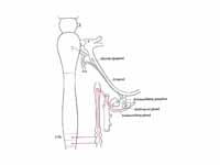 Parasympathetic connections of the su...