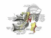 Mandibular division of trifacial nerv...