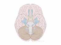 Cranial nerves