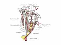 The ophthalmic artery and its branche...