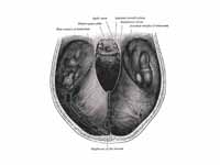 Tentorium cerebelli from above.