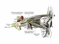 Nerves of the orbit, and the ciliary ...