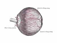 The arteries of the choroid and iris....