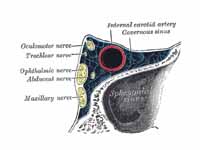 Oblique section through the right cav...