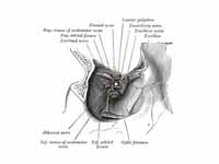 Dissection showing origins of right o...