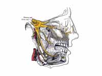 Trigeminal nerve