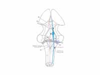 Brainstem Nuclei: Red = Motor; Blue =...