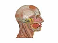 Trigeminal nerve, shown in yellow.