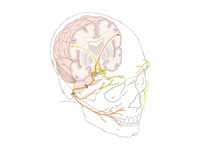 Facial nerve