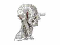 The nerves of the scalp, face, and si...