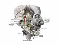 Mandibular division of the trifacial ...