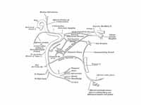 Plan of the facial and intermediate n...