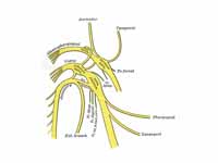 Plan of upper portions of glossophary...