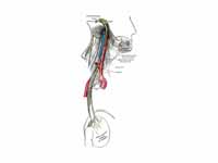 Course and distribution of the glosso...