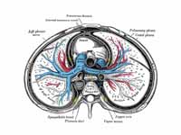 Transverse section of thorax, showing...