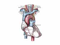 The arch of the aorta, and its branch...