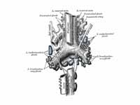 The tracheobronchial lymph glands, sh...