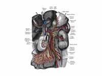 The celiac ganglia with the sympathet...