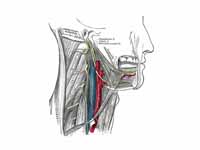 Hypoglossal nerve, cervical plexus, a...