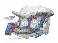 Veins of the tongue. The hypoglossal ...