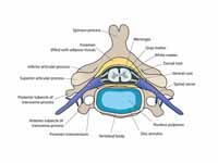 Cervical vertebra