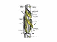 A portion of the spinal cord, showing...