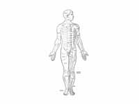 Distribution of cutaneous nerves. Ven...