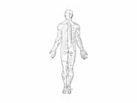 Distribution of cutaneous nerves. Dor...