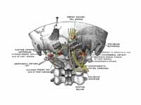 Posterior primary divisions of the up...