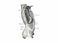 Cutaneous distribution of thoracic ne...