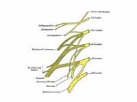 Plan of lumbar plexus.