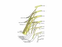 Plan of sacral and pudendal plexuses....