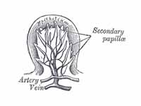 Section of a fungiform papilla. Magni...