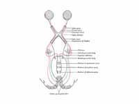 Gray's FIG. 722– Scheme showing centr...