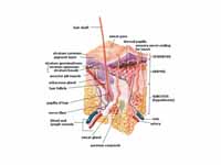 Human skin.  Note Pacinian and Meisne...