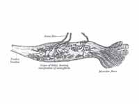 Organ of Golgi (neurotendinous spindl...