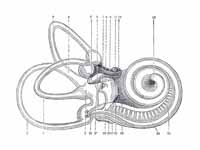 1. Lateral semicircular canal; 1’, it...