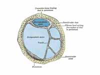 Transverse section of a human semicir...