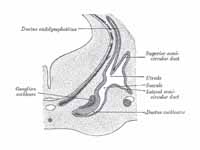 Transverse section through head of fe...