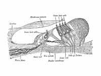 Section through the spiral organ of C...