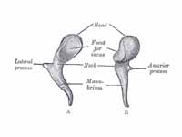 Left malleus. A. From behind. B. From...