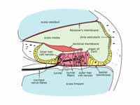 Cross section of the cochlea.