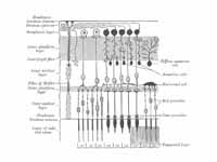 Plan of retinal neurons. (Pigmented l...