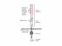 Functional parts of the rods (rods) a...