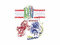 Sensory rhodopsin II (rainbow colored...