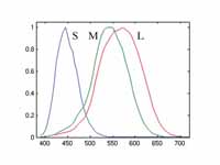 Normalized responsivity spectra of hu...