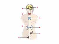 Major endocrine glands. (Male left, f...