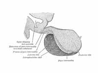 Magnocellular neurons of the PVN and ...