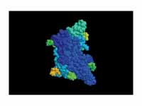 Follicle-stimulating hormone